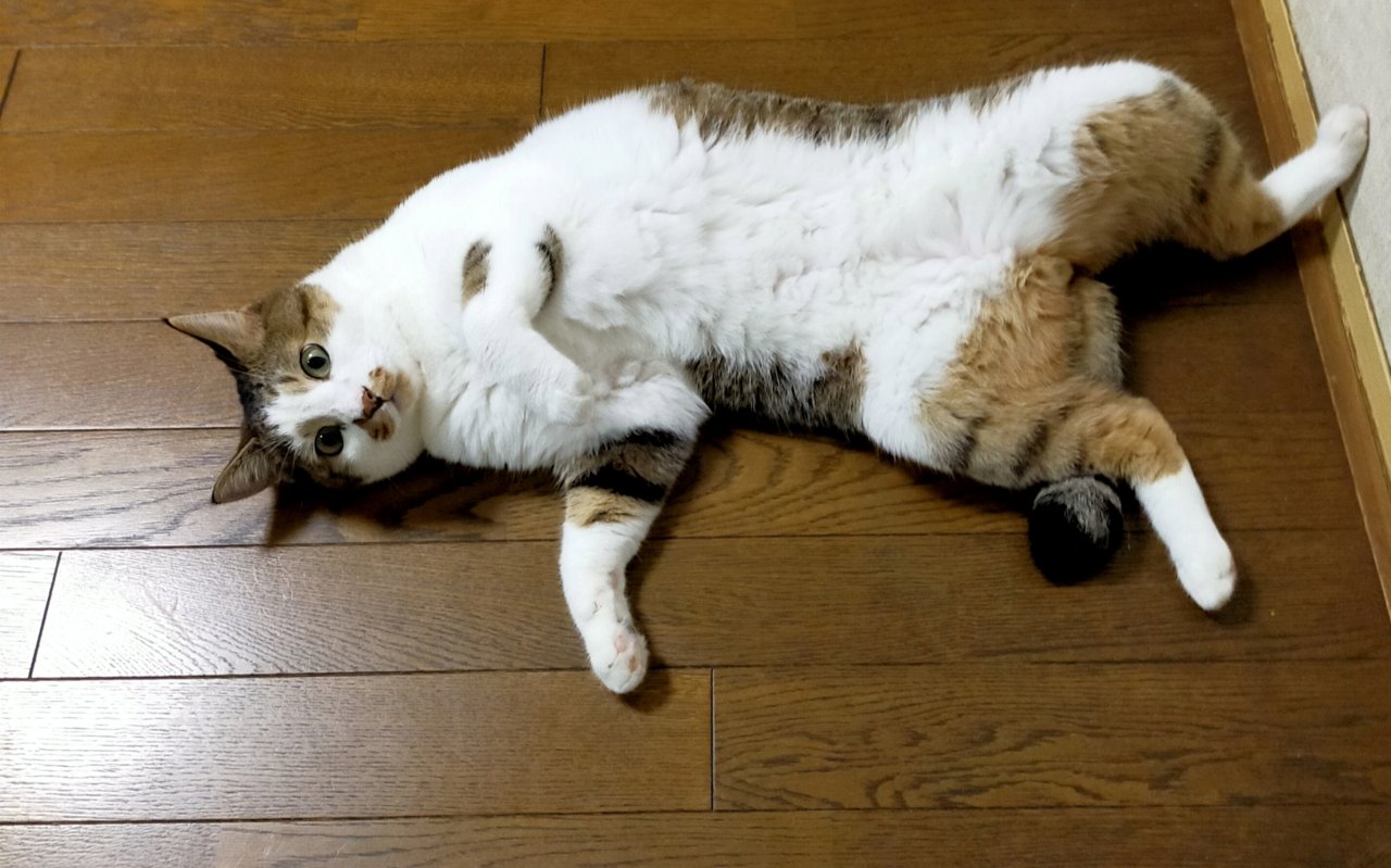 猫の暑さ対策の方法は？使えるグッズについて