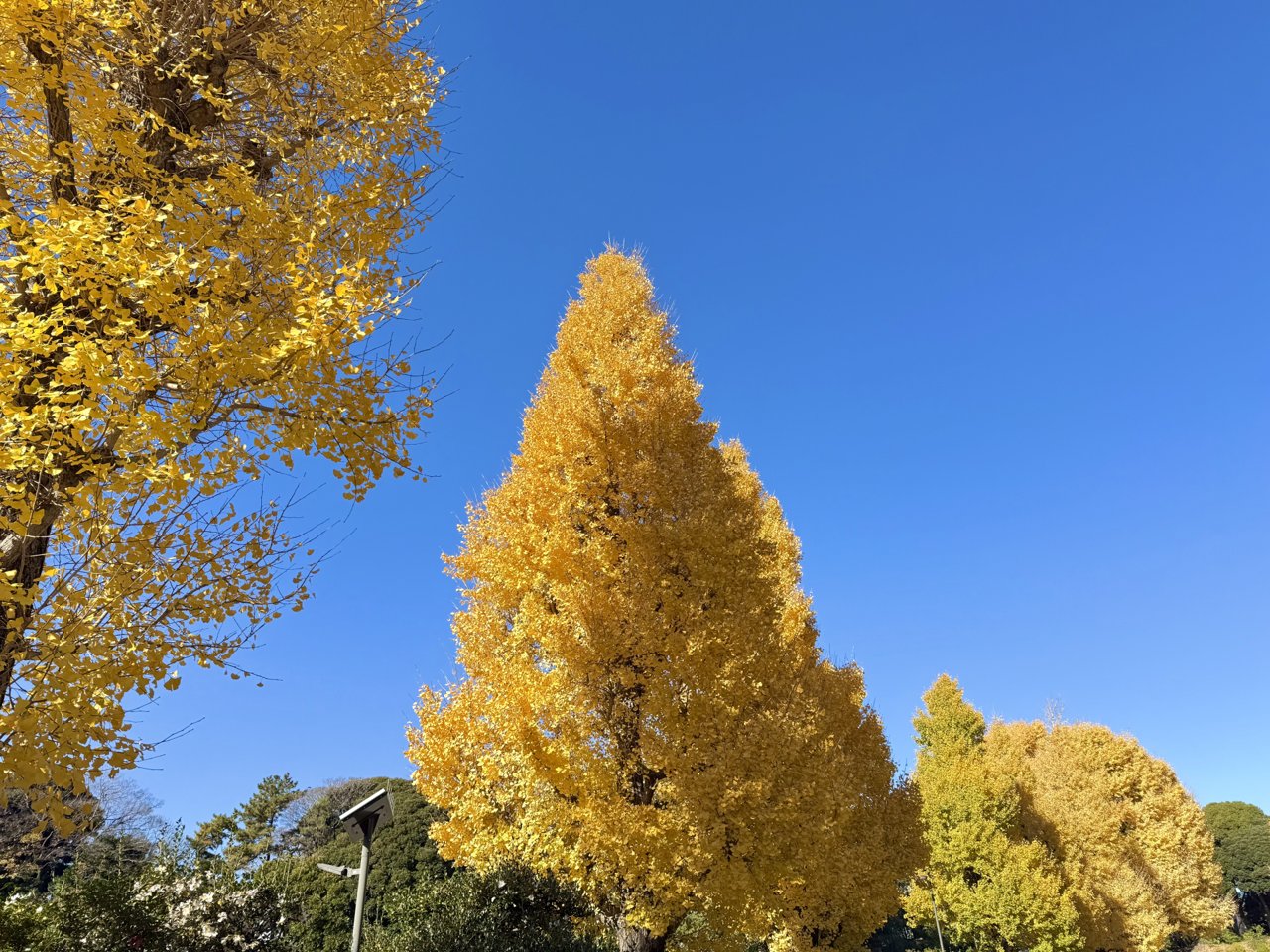銀杏の栄養と効能とは？食べ過ぎると中毒になる？