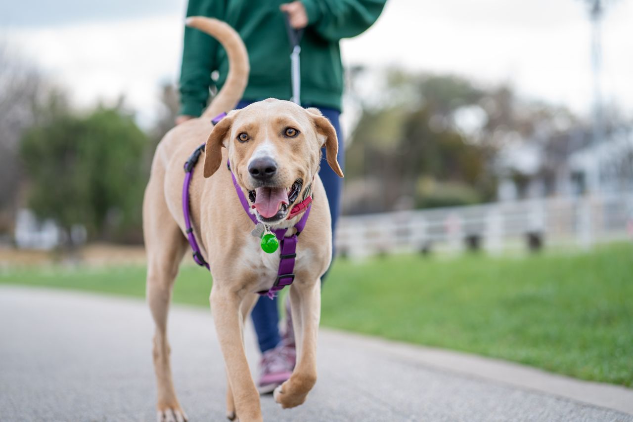犬が散歩後に息が荒いのは病気？症状別の原因について