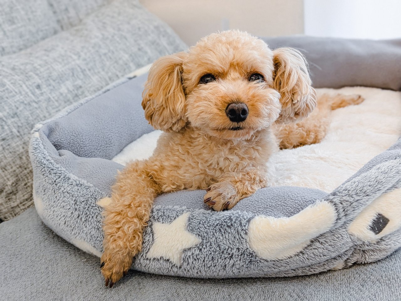犬の暑さ対策！留守中や家で行う方法について